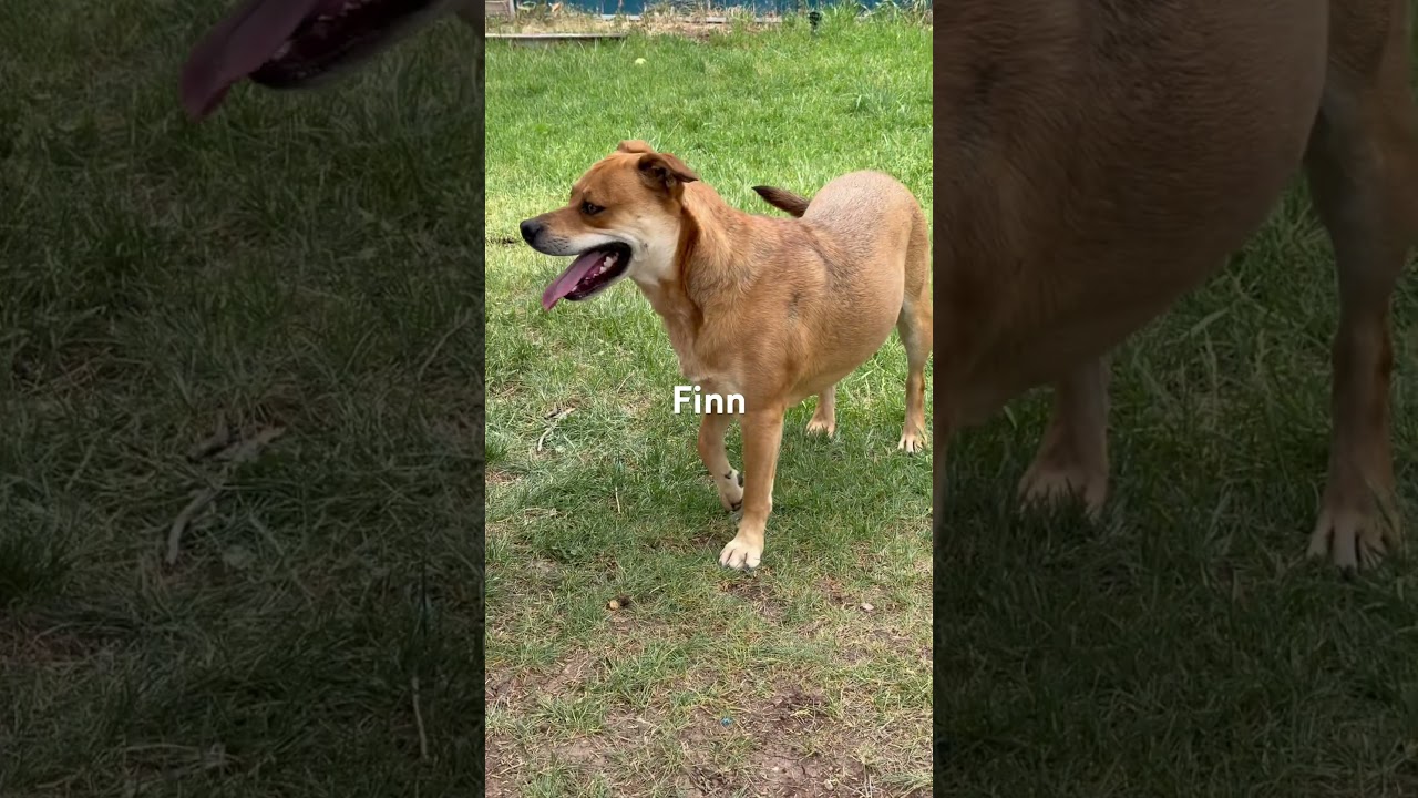 Enlarge Finn, a Adoptable mixed breed in Durango, CO video 2/2