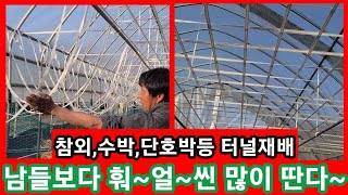 남들보다 훠~얼~씬 많이딴다~ 반영구 터널만들기 비닐하우스 밴드이용 참외,수박,단호박등 덩굴작물재배 귀농귀촌…