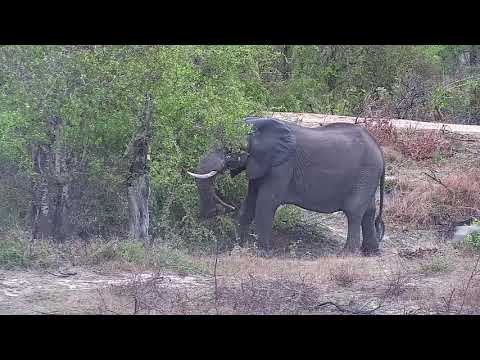 Djuma: Elephants-Fang's large herd - 16:25 - 10/25/21