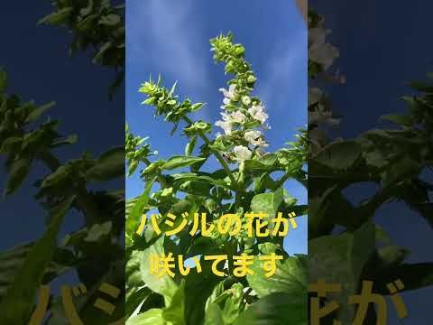 低木バジル 植物