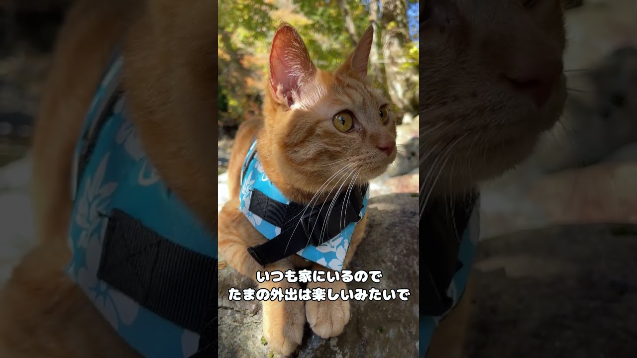 外でもめちゃくちゃリラックスする猫ｗ