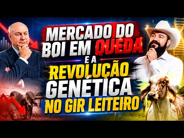 Mercado do Boi em Queda e a Revolução Genética no Gir Leiteiro.