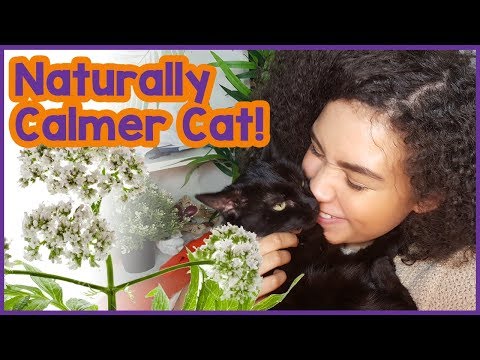 Natural remedies for a calm cat!