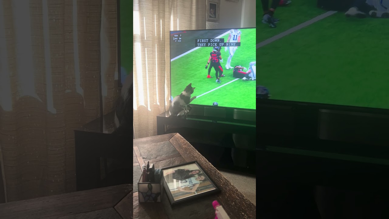 Enlarge Darla, an adopted Manx in Norfolk, VA video 6/6