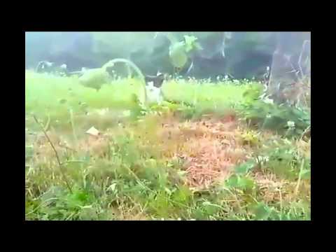 Attack - Shaban The Cat