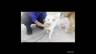 Video preview image #1 Shiba Inu Puppy For Sale in Seattle, WA, USA