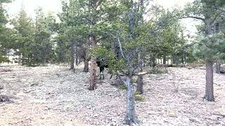 David Wilcock Hangout: Moose Miraculously Vanishes Behind Tree (27 secs)
