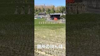 膳所のある風景｜刈り取りを終えた田んぼと積み藁🌾