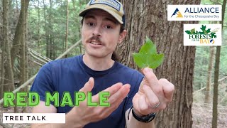 Tree Talk: Red Maple