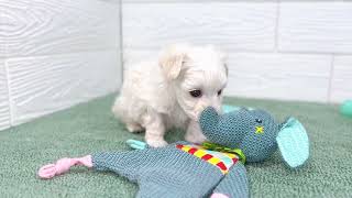 ハーフ犬の動画01