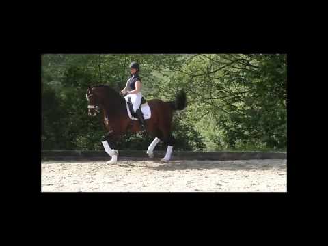 Grand Prix Dressage Horses For Sale | FEI Dressage Horses For Sale