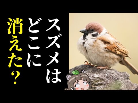 ノドグロスズメについて詳しく解説