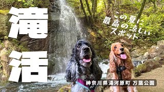 【お散歩スポット巡り#54】滝活（万葉公園）　イングリッシュコッカースパニエル「みみ」 の気持ち