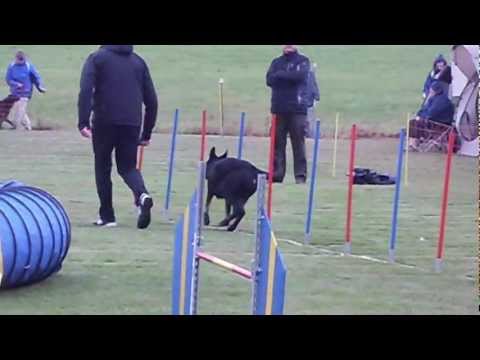 Agility Beselich Crissy Jumping