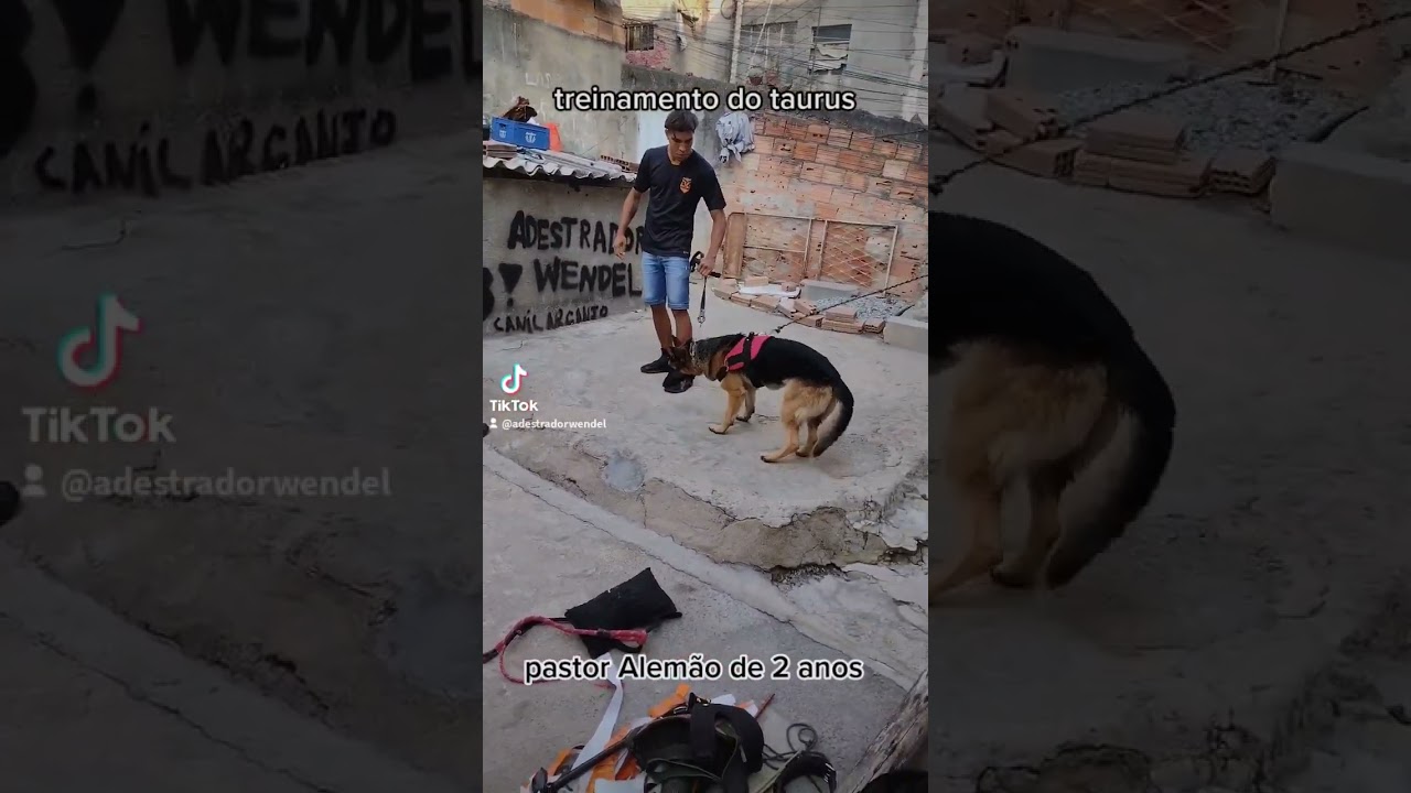 treinamento de guarda e proteção com pastor alemão de 2 anos !