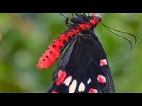 common rose butterfly life cycle🦋🦋🦋