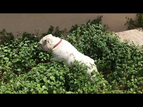 The Great White Lizard Hunter Lulah