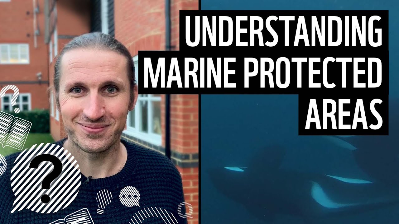 What is a marine protected area? | WWF