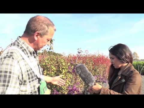 Gärtner Sönke - Folge 41: Der Liebesperlenstrauch