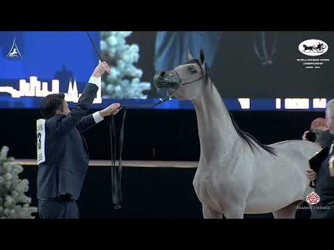 N 73 D SHAHHAR   World Arabian Horse Championship 2021   PARIS   Yearling Colts Class 4A