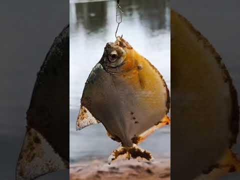 Pescaria IMPROVISADA - NOVO SANTO ANTÔNIO | Passando por BOM JESUS DO ARAGUAIA e Pescando TUCUNARÉS!