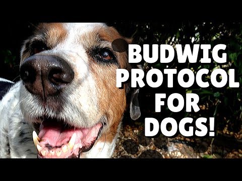 download lagu mp3 mp4 Budwig Diet For Dogs With Cancer, download lagu Budwig Diet For Dogs With Cancer gratis, unduh video klip Budwig Diet For Dogs With Cancer