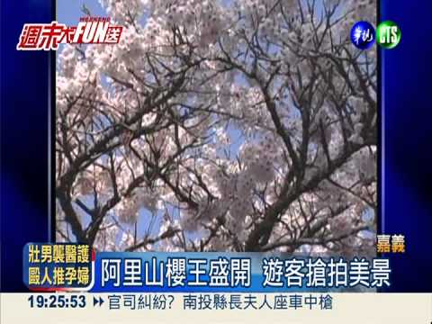 阿里山櫻花季 吃喝玩樂報你知