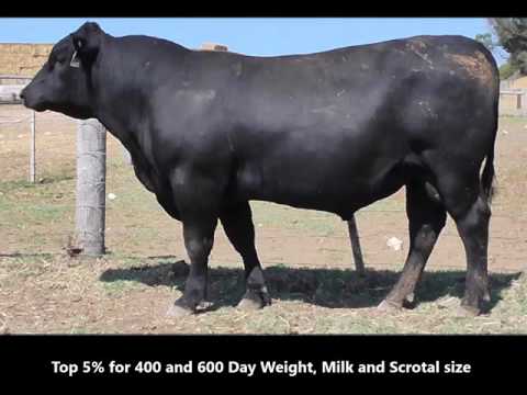 Lot 1 - Stoney Point Kyle K582