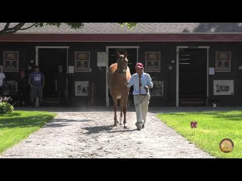 Hip 166 Agave Kiss 18