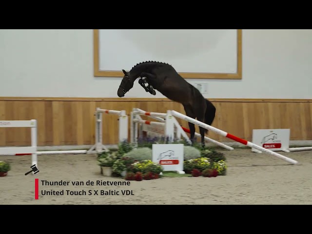 Thunder van de Rietvenne