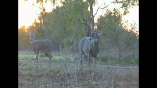 Archery Low Fence Monster #archery #southtexas #hunting #whitetail