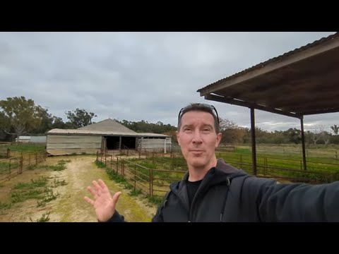 Yanga Woolshed Tour