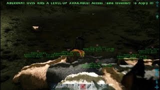 The Majestic Crimson Sheep