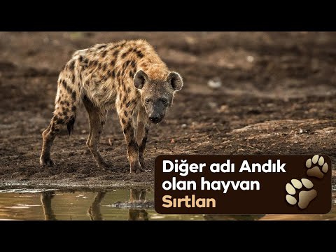 Çenesi çok kuvvetli saldırgan bir hayvan “Sırtlan” #sırtlan#doğakaşifi#hayvanlaralemi