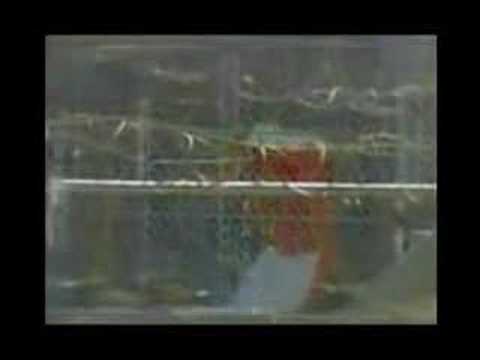 Sick Symphonies ft Immortal Technique : "CIA MURDER ME RMX"