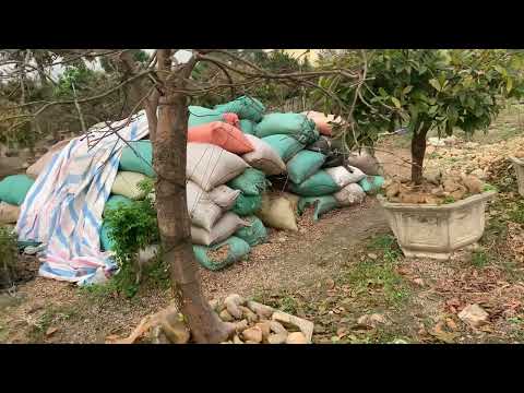 Chien chau . Thăm vườn mai vàng yên tử khủng ở đông triều quảng ninh.  Toàn siêu phẩm mai vàng