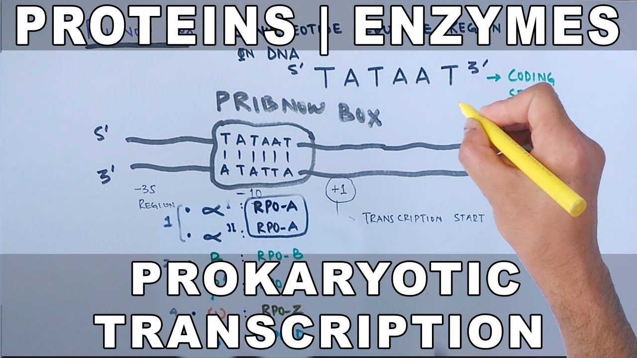 Proteins and Enzymes in Prokaryotic Transcription