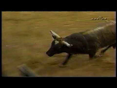 Justin McBride vs Coyote Ugly - 03 PBR Albuquerque (90 pts)