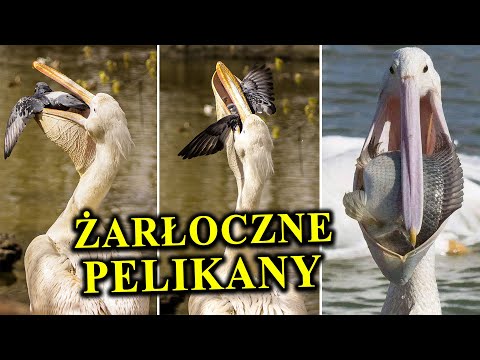 They devour pigeons, turtles, and even carrion - PELICANS
