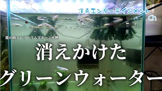 【メダカ】消えたグリーンウォーター、龍の瞳とレッドラムズホーン