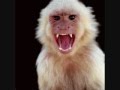 Dane Cook-Heist/Monkey