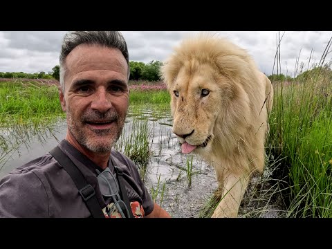 LIONS Believe I'm Part of the Pride | The Lion Whisperer