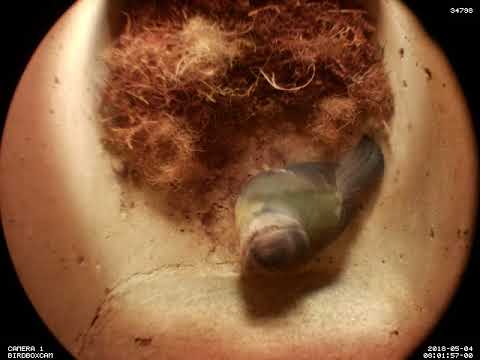 4 May (day 384) 8:01am