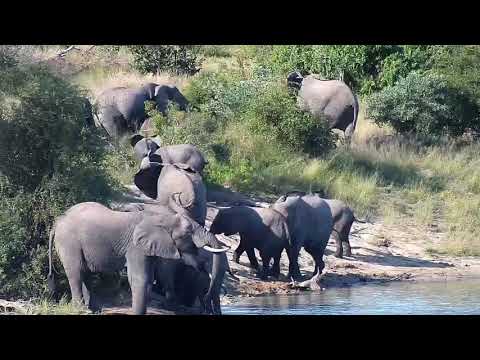 Djuma: Elephants drinking - 15:03 - 05/02/20