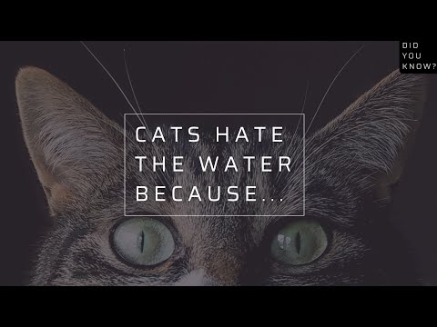 The Secret to a Happy Cat Life You Probably Didn't Know! | Framend