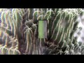 Bon Iver - 29 #Strafford APTS (Video Lirik Versi Spanyol)