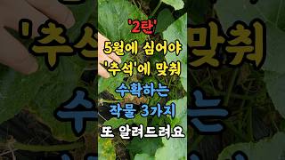 (2탄) 5월에 심어야 추석때 딱 맞춰 수확하는 작물 3가지