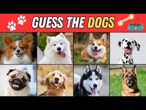 Guess the Dogs | 3 Seconds Animal Quiz | 50 Dog Breeds