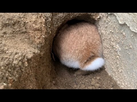 どの動物が庭に穴を掘っているのかを知るにはどうすればよいですか?これらのサインがあなたに教えてくれます！  庭園