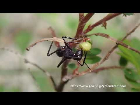 アリそっくりなキリギリス
